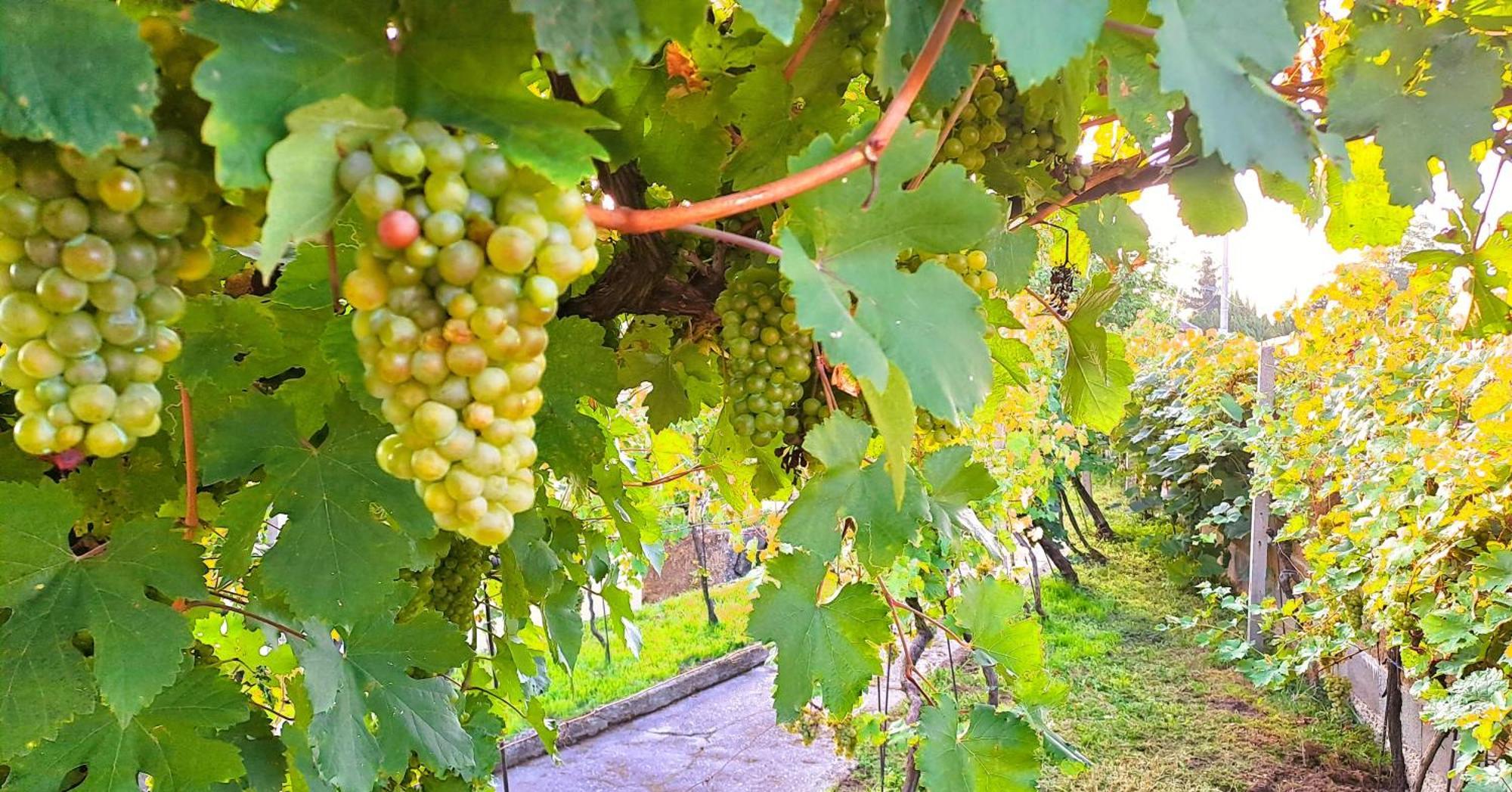 Domek Na Vinohradech Hlohovec Exterior foto